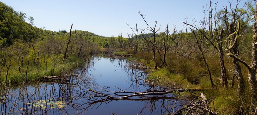 Barnluasgan (ex-Scottish Beaver Trial)