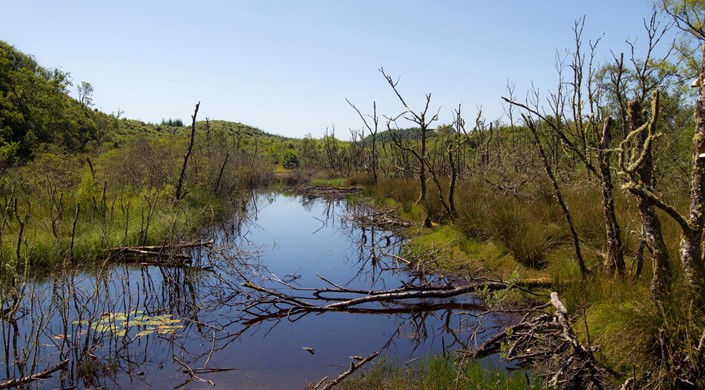 Barnluasgan (ex-Scottish Beaver Trial)