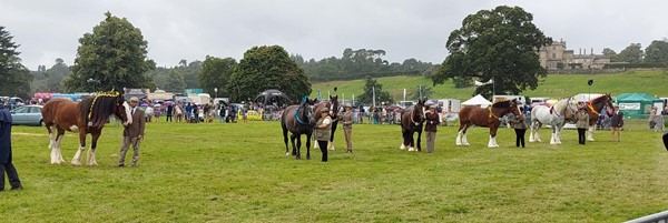 Horses