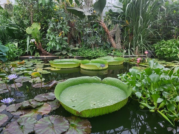 Lilly pad