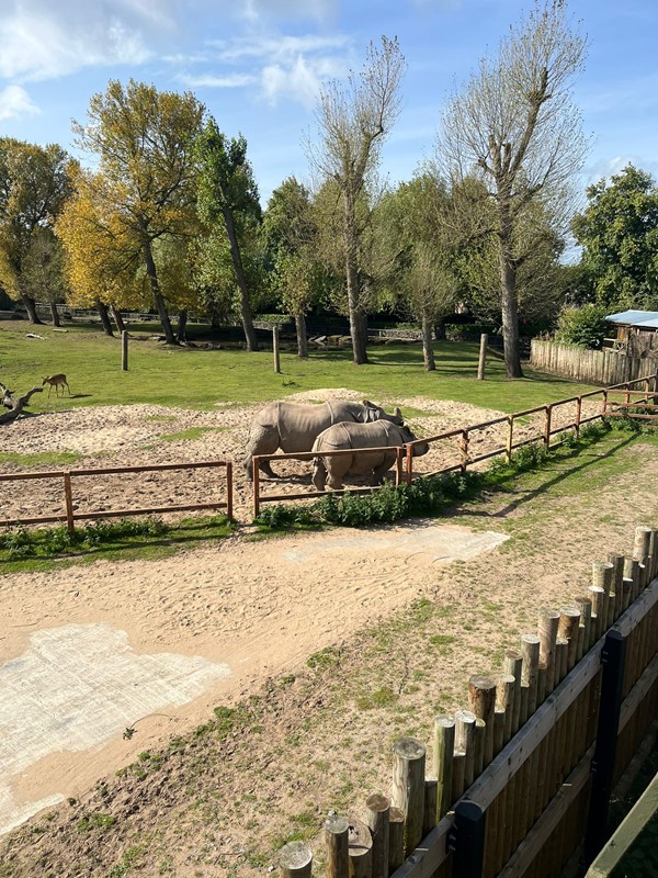 Image of rhinoceros in a fenced in area