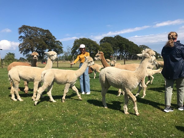 In the paddock mixing with the alpacas