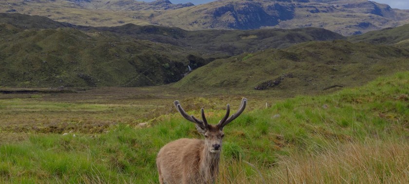 Beinn Eighe and Loch Maree Islands National Nature Reserve