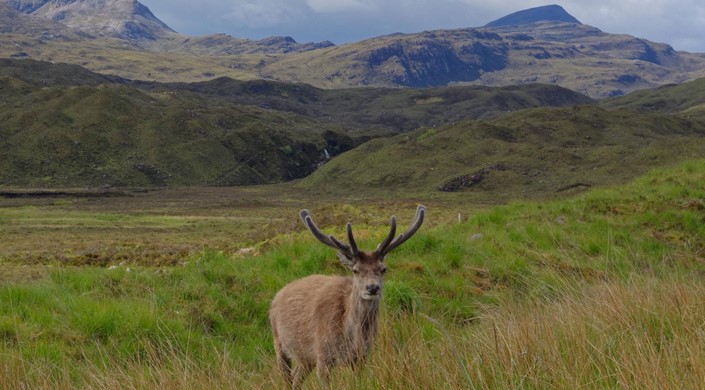 Beinn Eighe and Loch Maree Islands National Nature Reserve