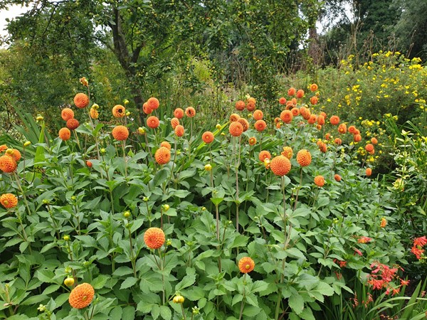 Picture of Waterperry Gardens