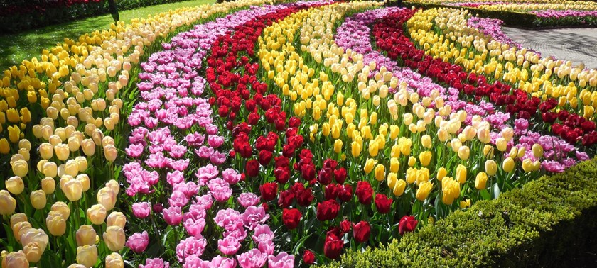 Keukenhof