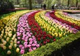 One of the many gardens at the Keukenhof