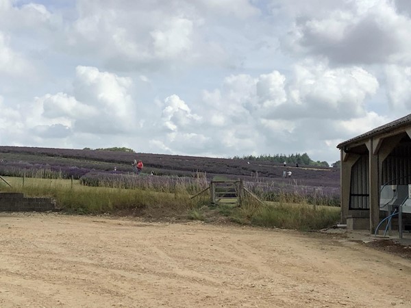 Lavender farm, just outside SNOWSHILL