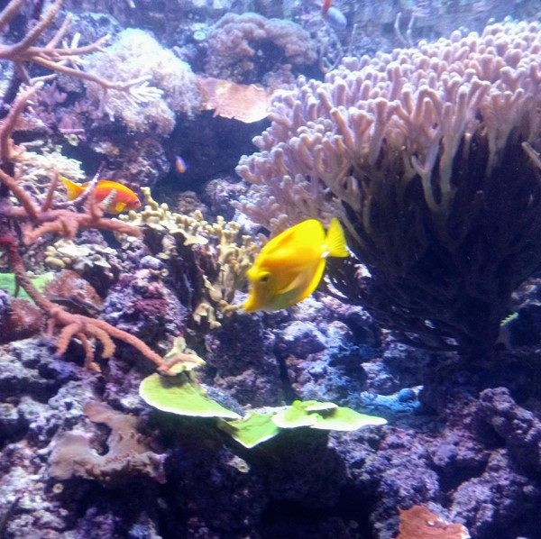 Fish in an aquarium