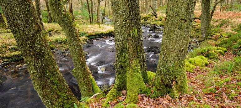 Galloway Forest Park - Glentrool Visitor Centre