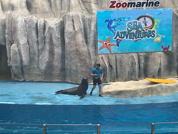 Image of a seal show