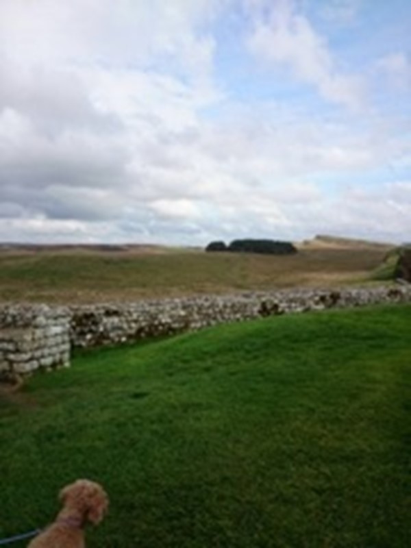 Picture of Housesteads Roman Fort