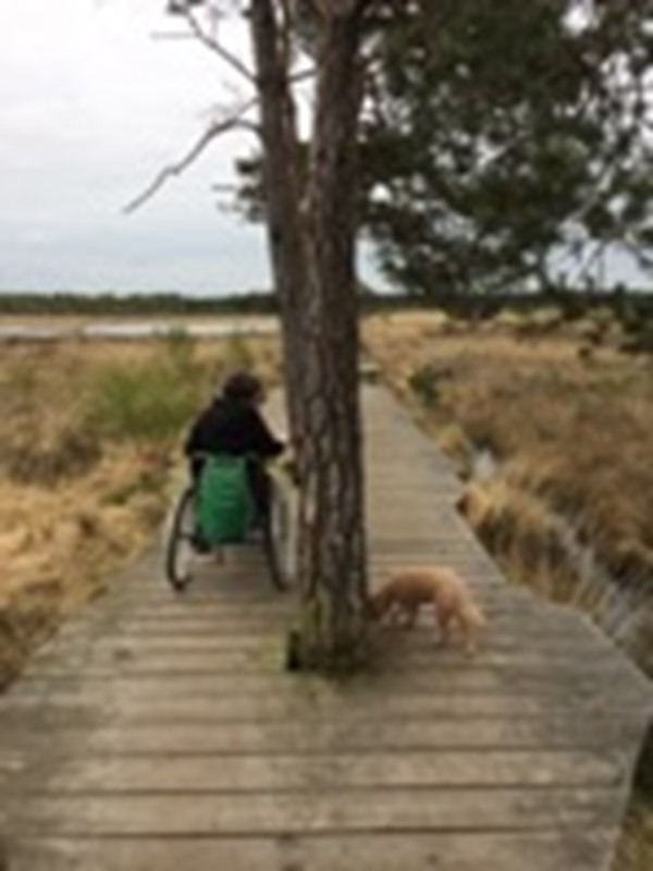 Picture of Thursley National Nature Reserve